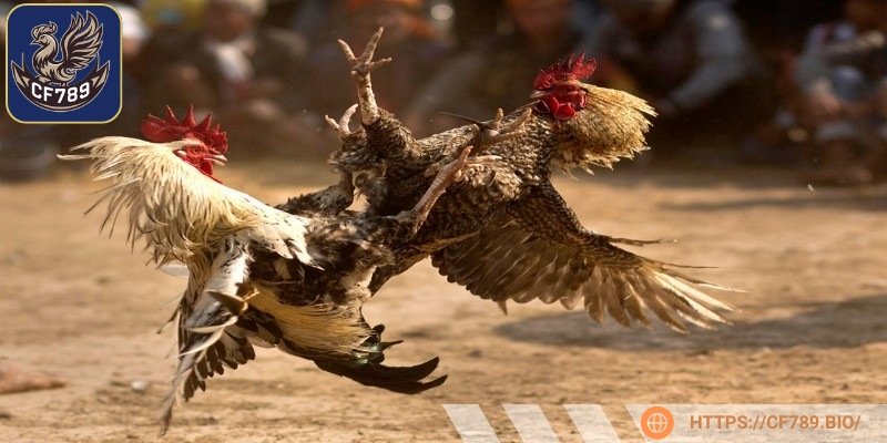 Người chơi nên nắm rõ các hình thức đầu tư chọi gà