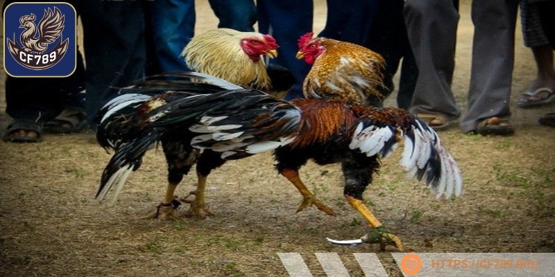 Những hình thức cược đá gà trực tuyến trên thị trường