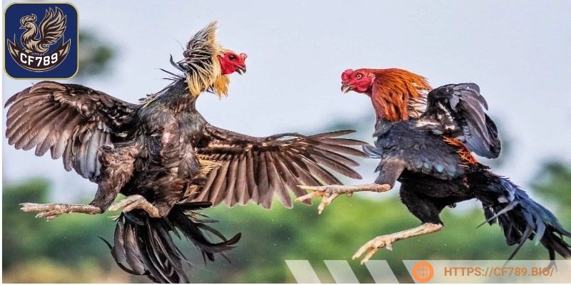 Tóm tắt thông tin cơ bản về hình thức đá gà trực tuyến