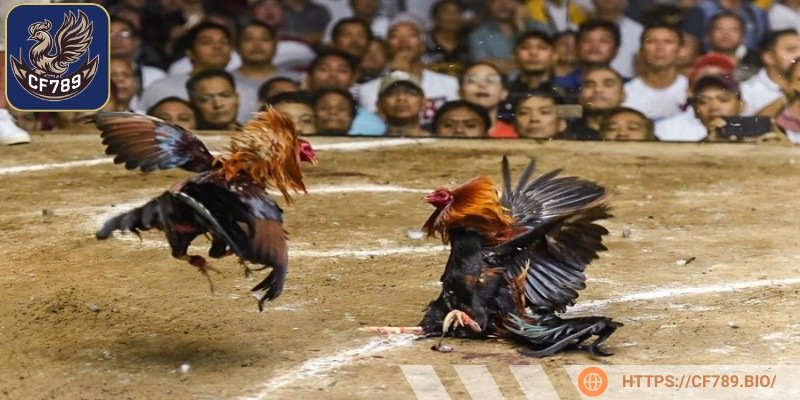 Xác định mục tiêu của sự kiện chọi gà trực tuyến