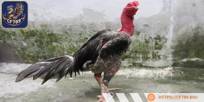 Cung cấp đầy đủ các vi chất còn thiếu cho cơ thể 