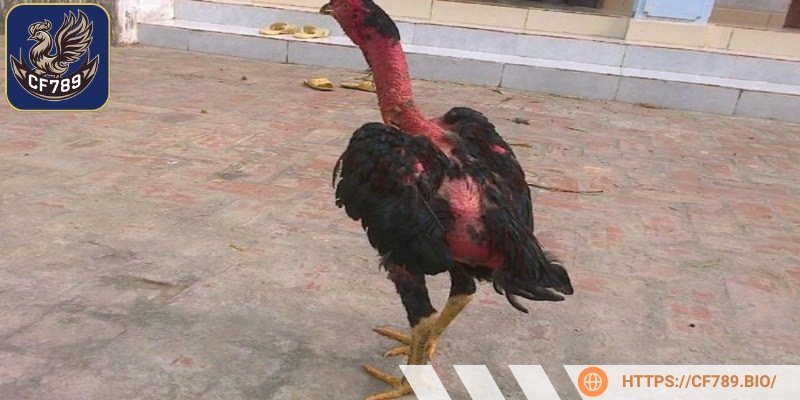 Các dấu hiệu nhận biết gà đang bị rung chân