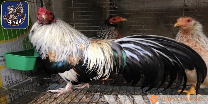 Chúng khá hiền lành nên được nhiều người nuôi làm cảnh