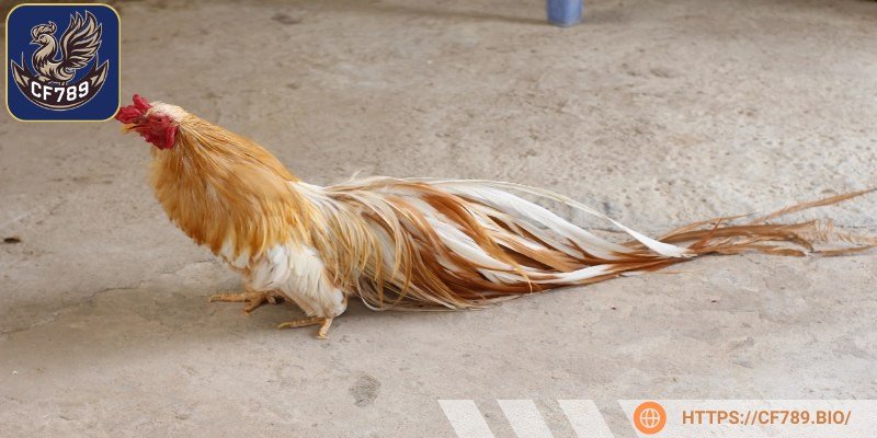 Đặc điểm những thần kê này là hình dáng nhỏ nhắn