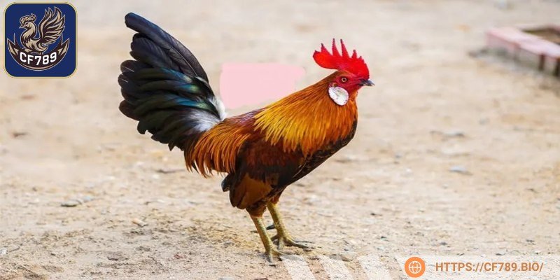 Gà tre là một loài gà đặc biệt, có nguồn gốc từ các khu vực miền núi