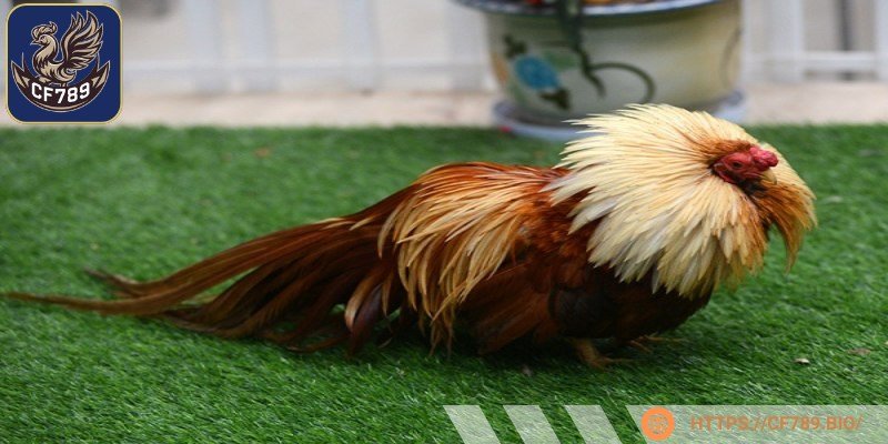 Gà tre còn được tham gia vào những cuộc thi lớn trong năm