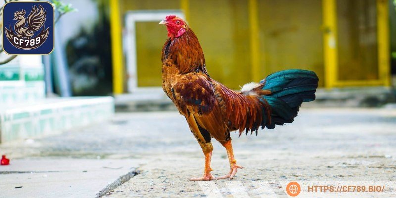 Tuỳ vào mục đích sử dụng để mọi người chọn loại gà