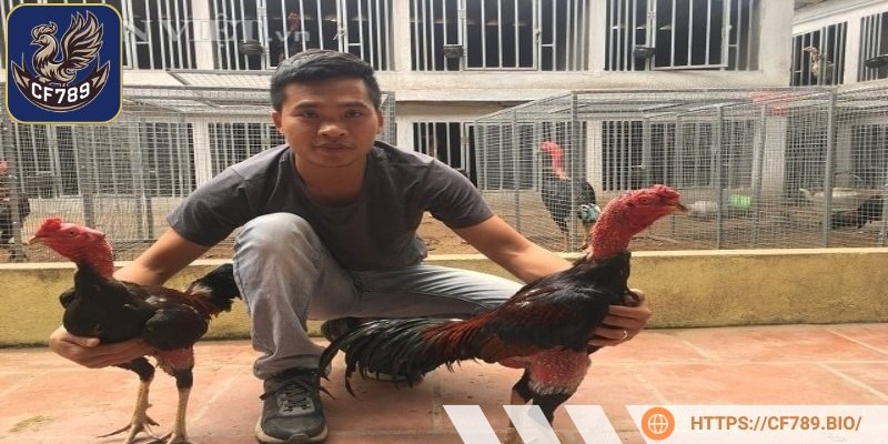 Chăm sóc cẩn thận sẽ giúp chiến kê mạnh mẽ hơn trong các trận đấu