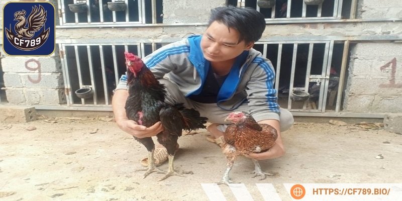 Chế độ ăn phong phú giúp phát triển mạnh mẽ, khả năng chiến đấu cao