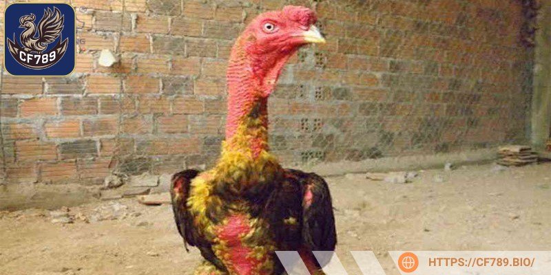 Tăng cường độ dày da là một ưu thế giúp gà chiến tránh bị thương khi đấu