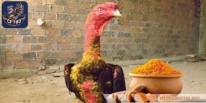 Cải thiện ngoại hình là lợi ích khi bôi nghệ để chiến kê nổi bật hơn