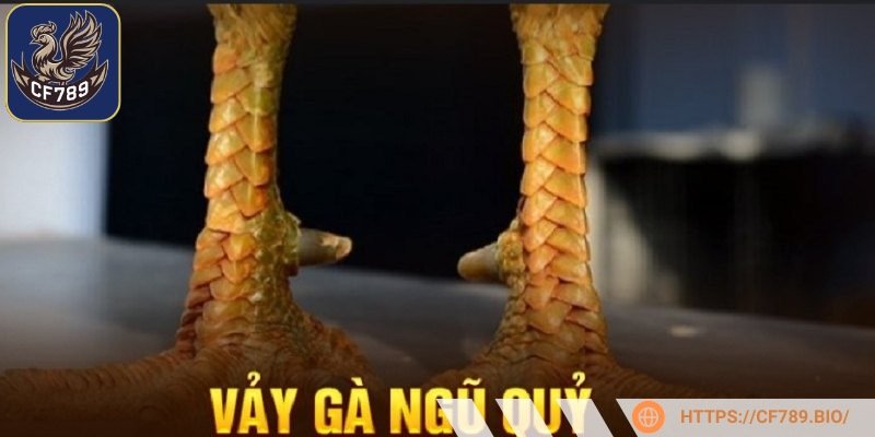 Vảy gà ngũ quỷ là chuỗi gồm 5 vảy liên tiếp nằm thẳng hàng