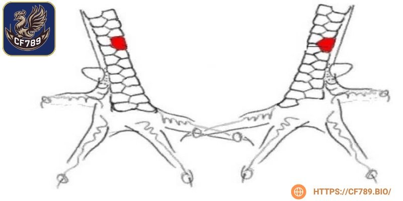 Với độ hiếm cao, khả năng thi đấu vượt trội, giống này luôn được săn lùng
