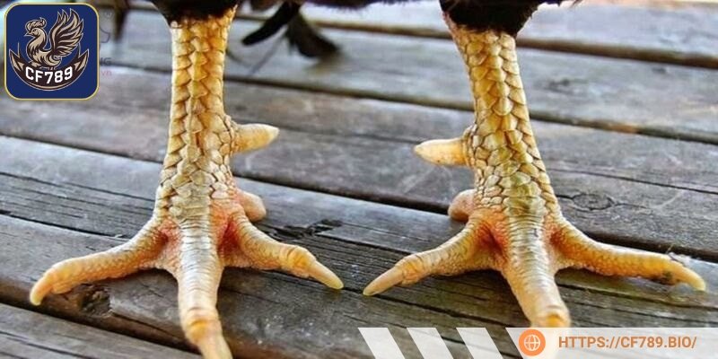 Y nghĩa tâm linh của loại dị tướng này còn thể hiện sự may mắn